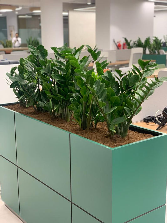 Office Plants Zizi Arrangement for Planter
