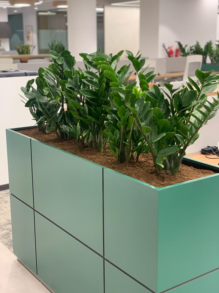Office Plants Zizi Arrangement for Planter