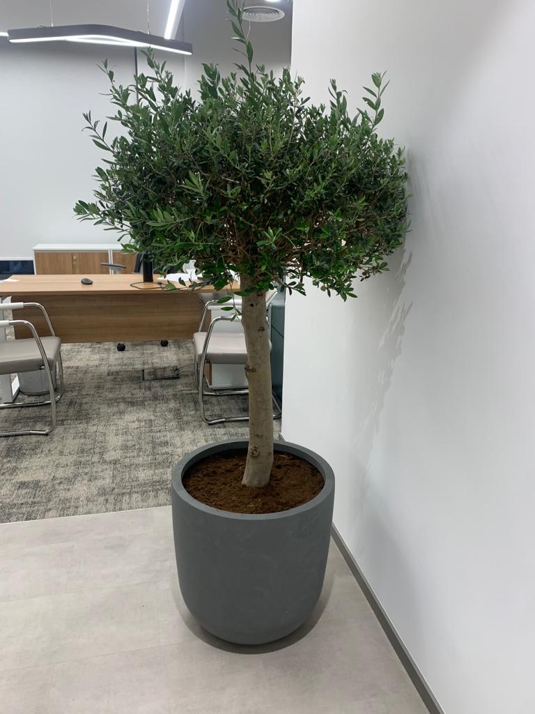 Olive Tree (20yr Old) Premium Collection