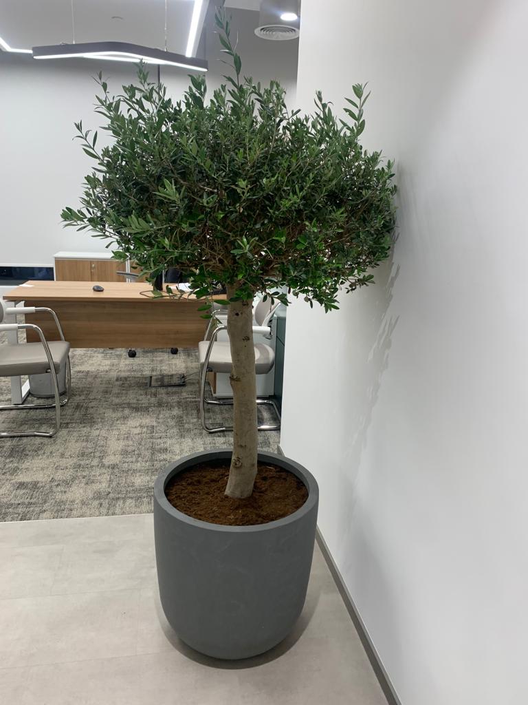 Olive Tree (20yr Old) Premium Collection