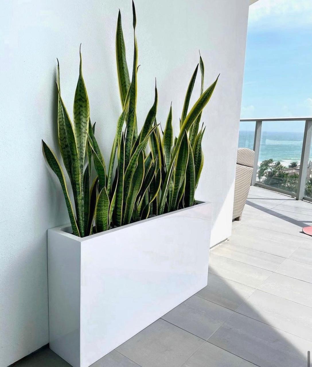 999DH Snakeplant in long Fiber Rectangle Pot