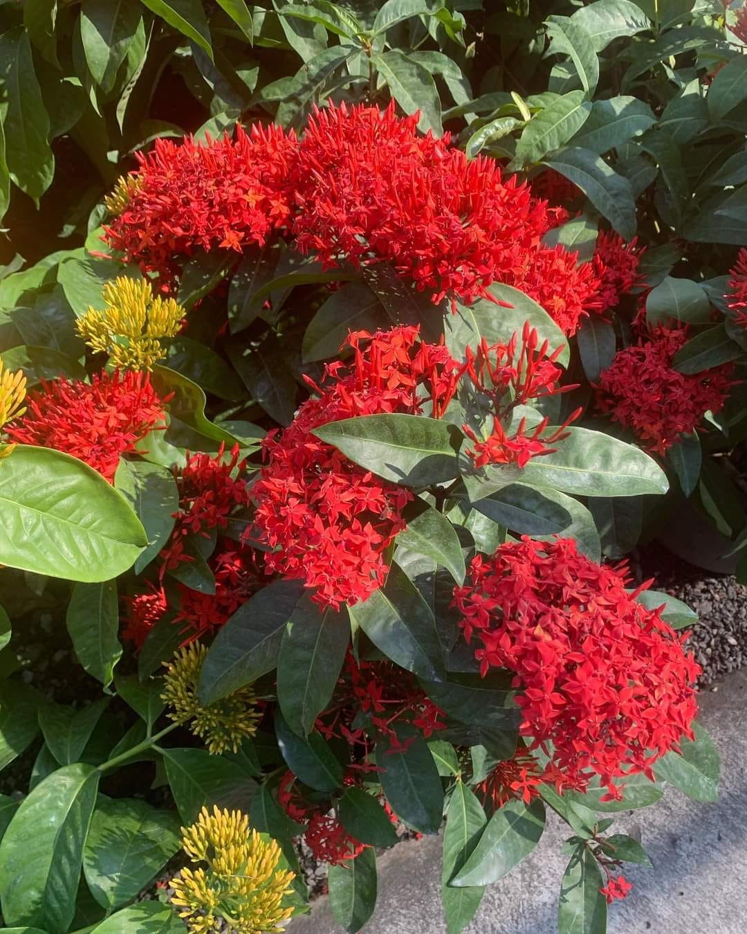 Ixora in Nursery Pot