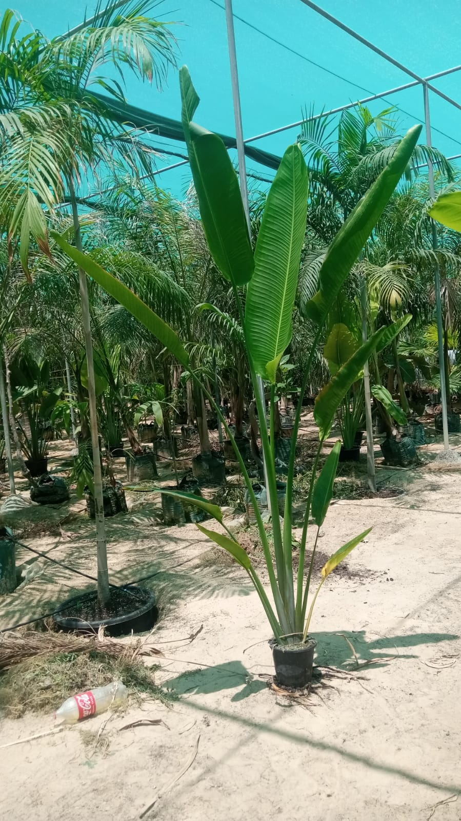 Travellers Palm in Nursery Pot