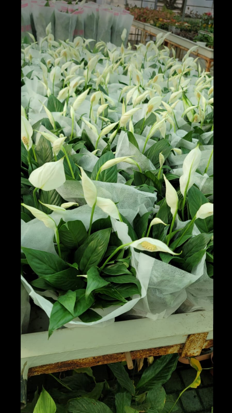 Peace Lily in Nursery Pot