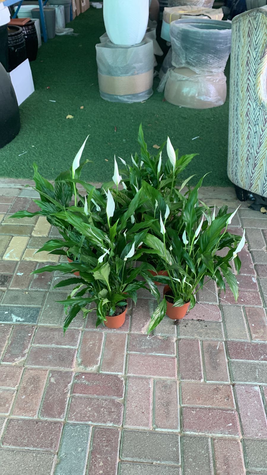 Peace Lily in Nursery Pot