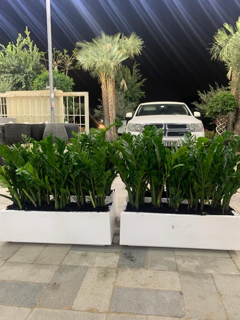 Office Plants for Cabinet In Fiber Each 70*30