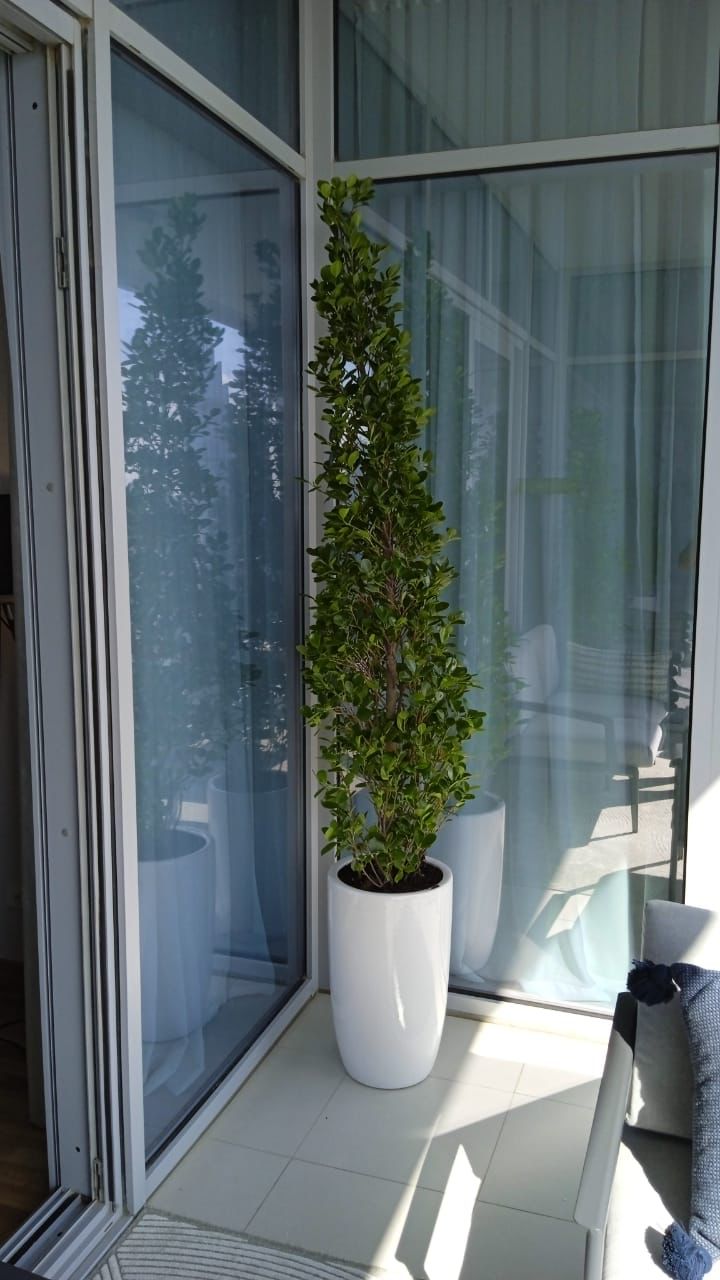 Cone Shape Ficus Each