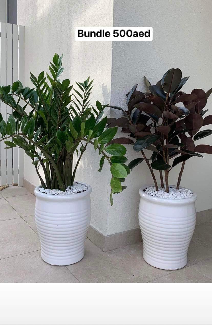 Indoor Plants Zizi + Rubber Plant Bundle