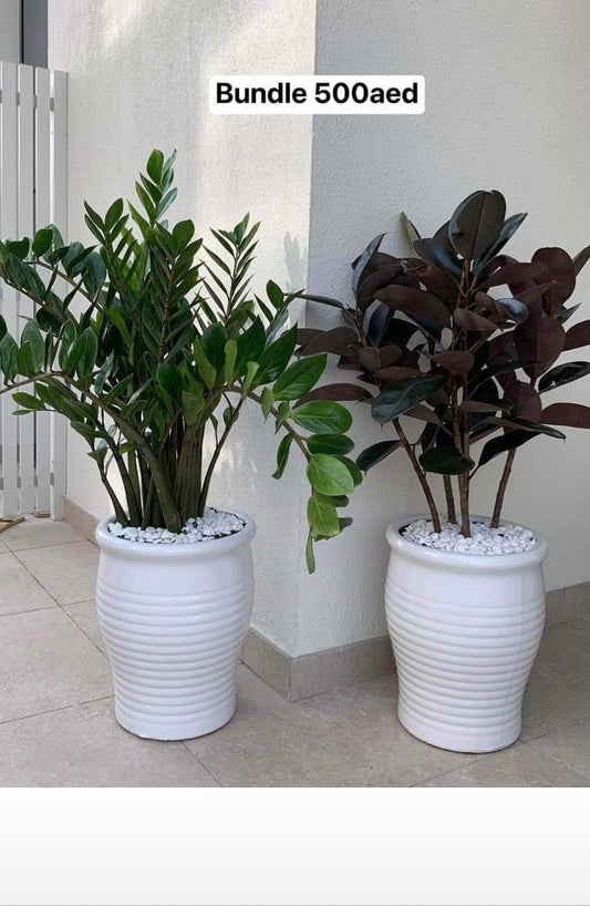 Indoor Plants Zizi + Rubber Plant Bundle