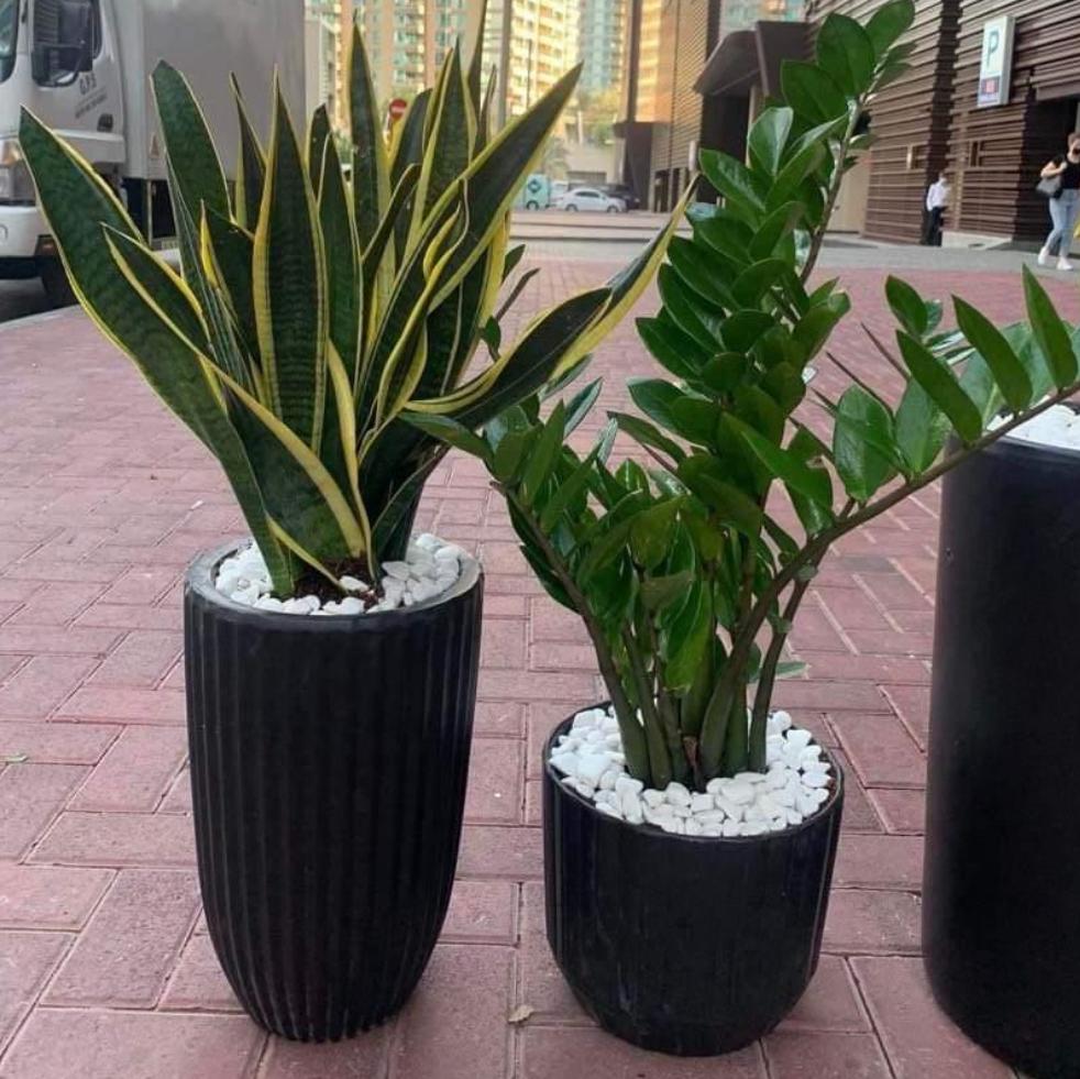 House Plants Bundle in Black