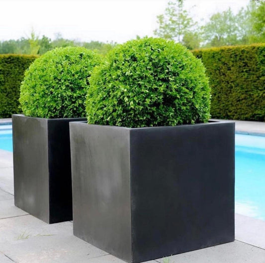 Outdoor Plants Grassballs Bundle