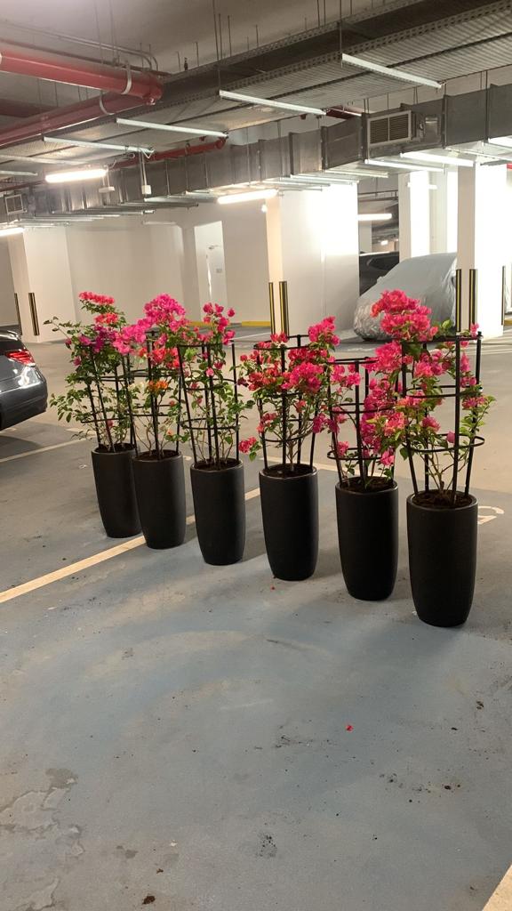Bougainvillea in Black Ceramic Each