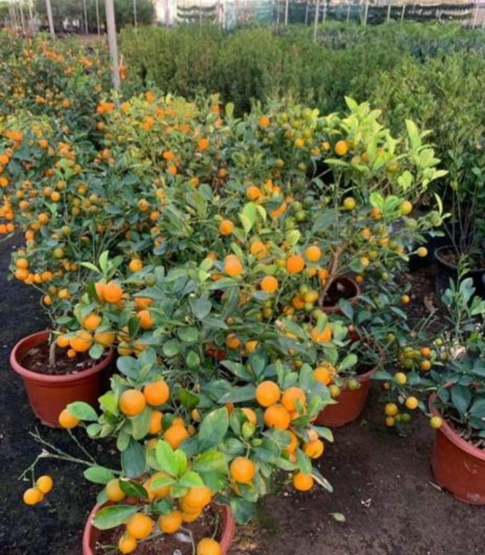 Citrus Mandarin Orange Tree