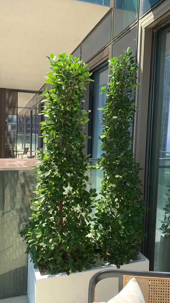 Ficus Privacy Hedge NEW