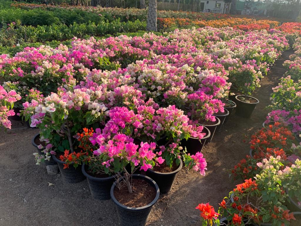 Bougainvillea in Nursery Pot