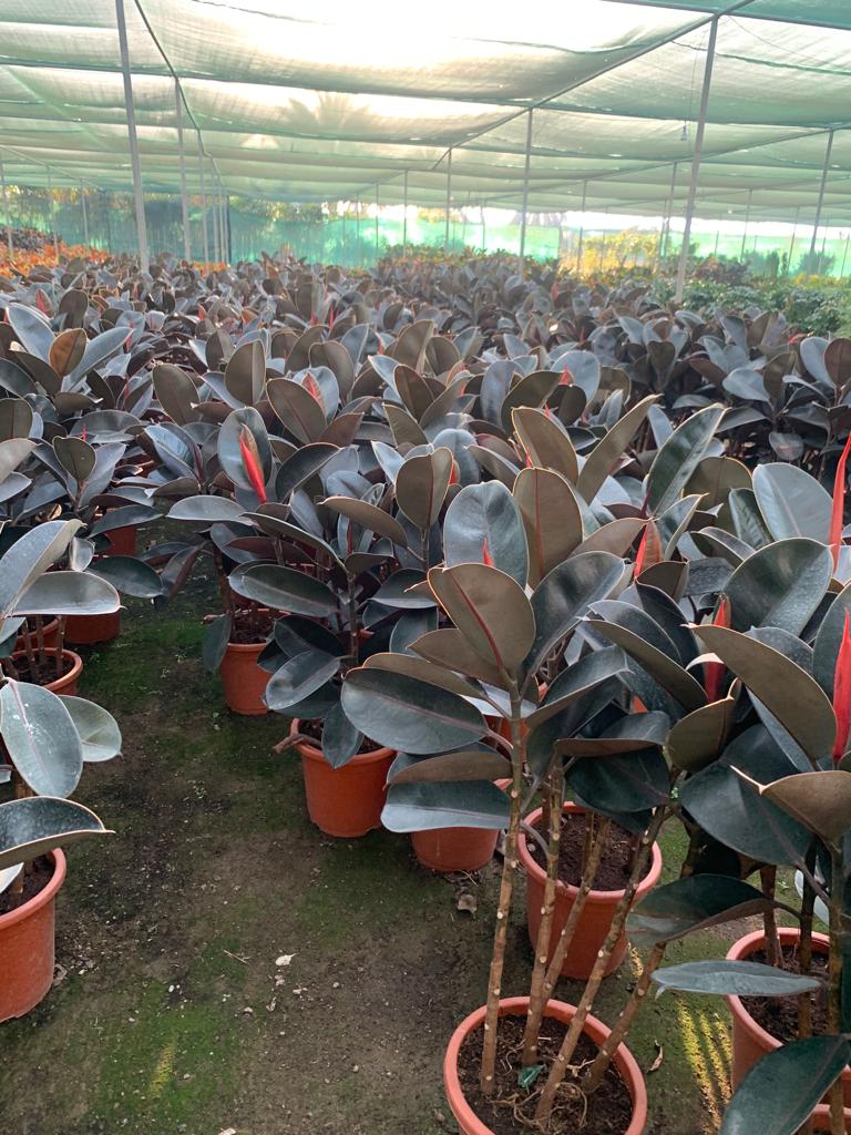 Rubber Plant Medium 3 to 4pp in Nursery Port