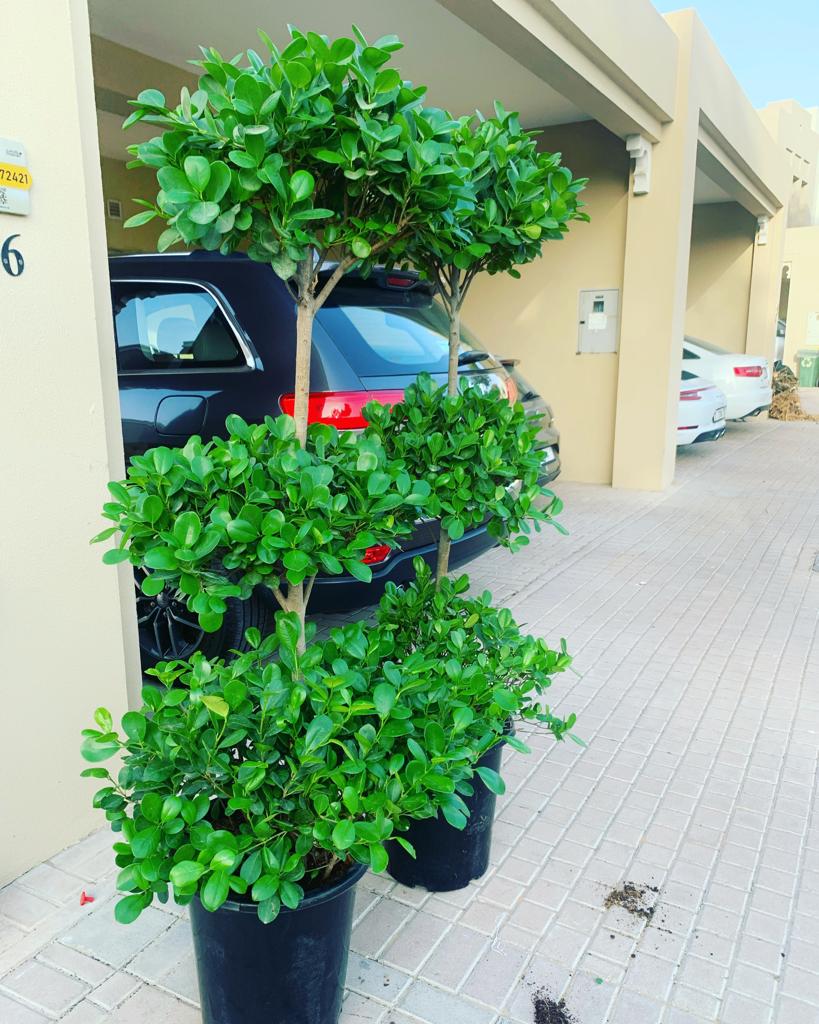Triple head Each in Nursery Pot