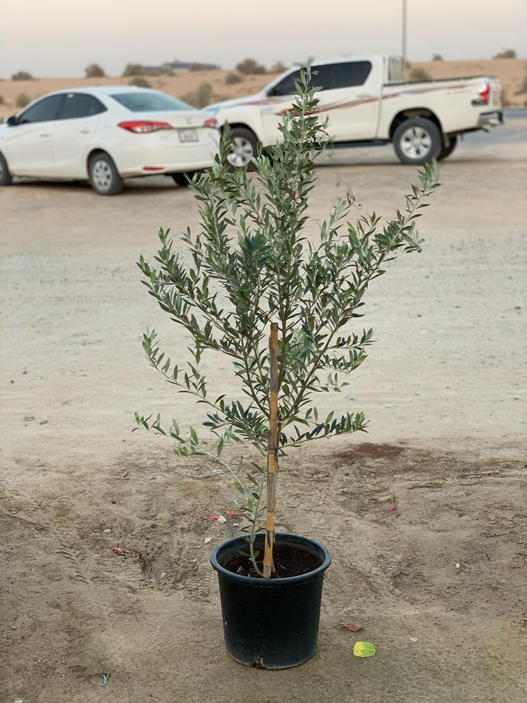 Olive in Nursery Pot