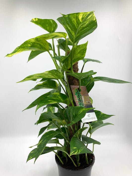 Money Plant Premium in Nursery Pot