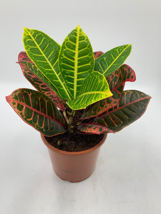 Croton in Nursery Pot