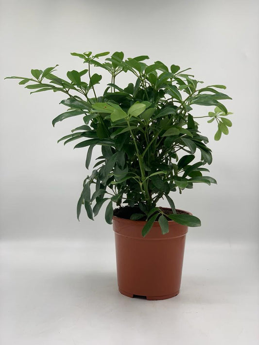 Five Finger in Nursery Pot