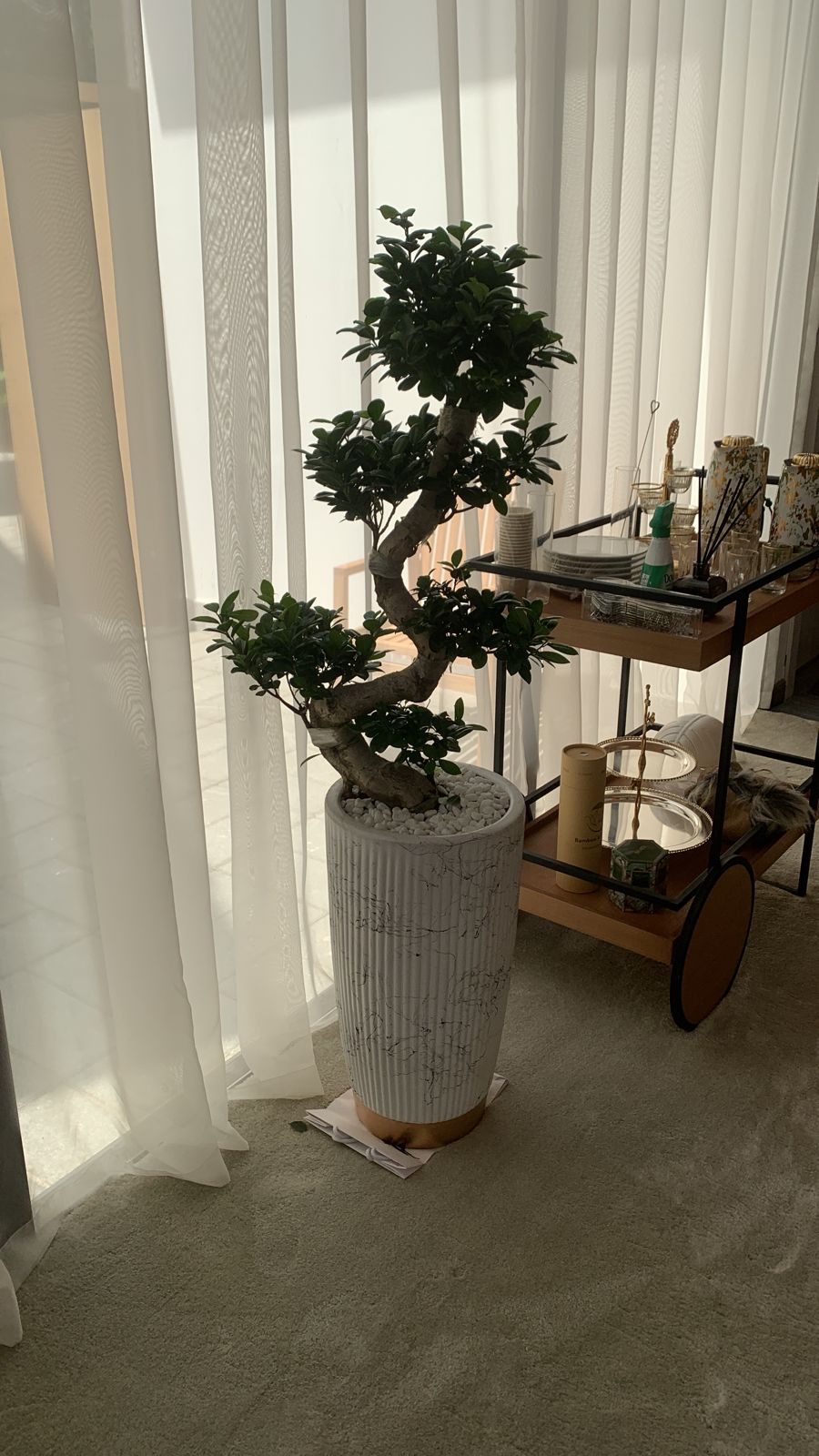 Big Bonsai for Living Room 150 to 160cm NEW