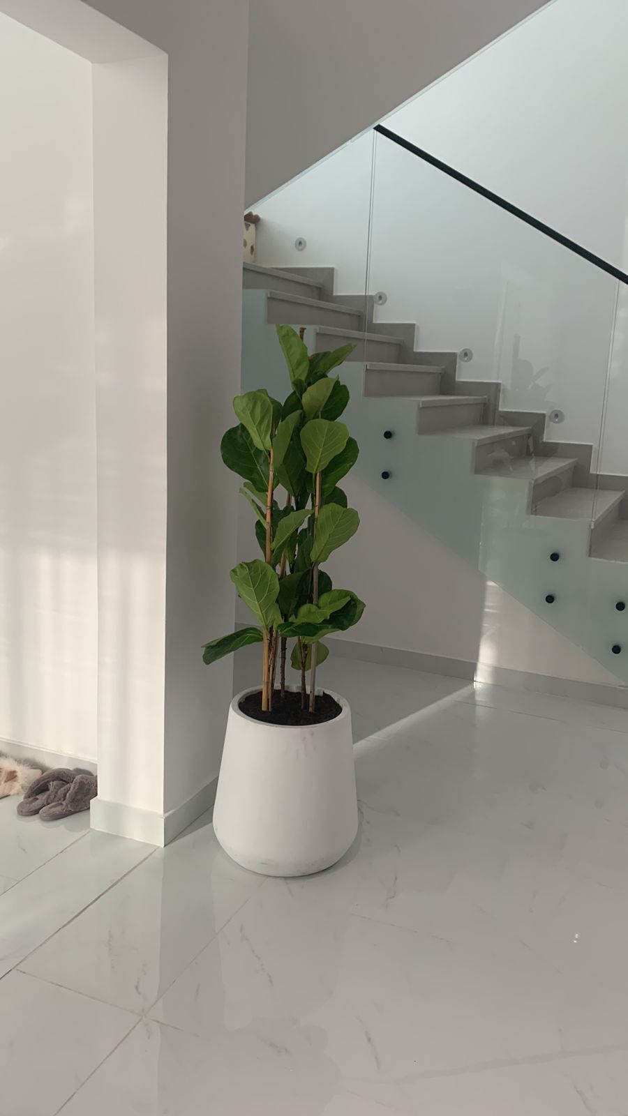 Fiddle XL|180cm to 2m