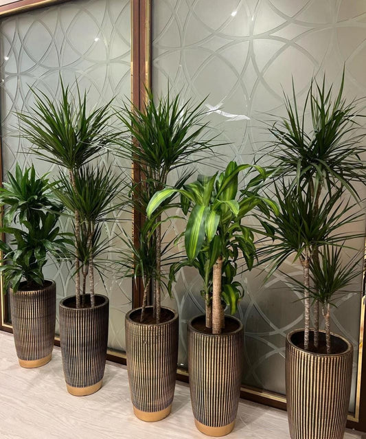 Office Plants  5pc Tall Dracaena Plants Bundle