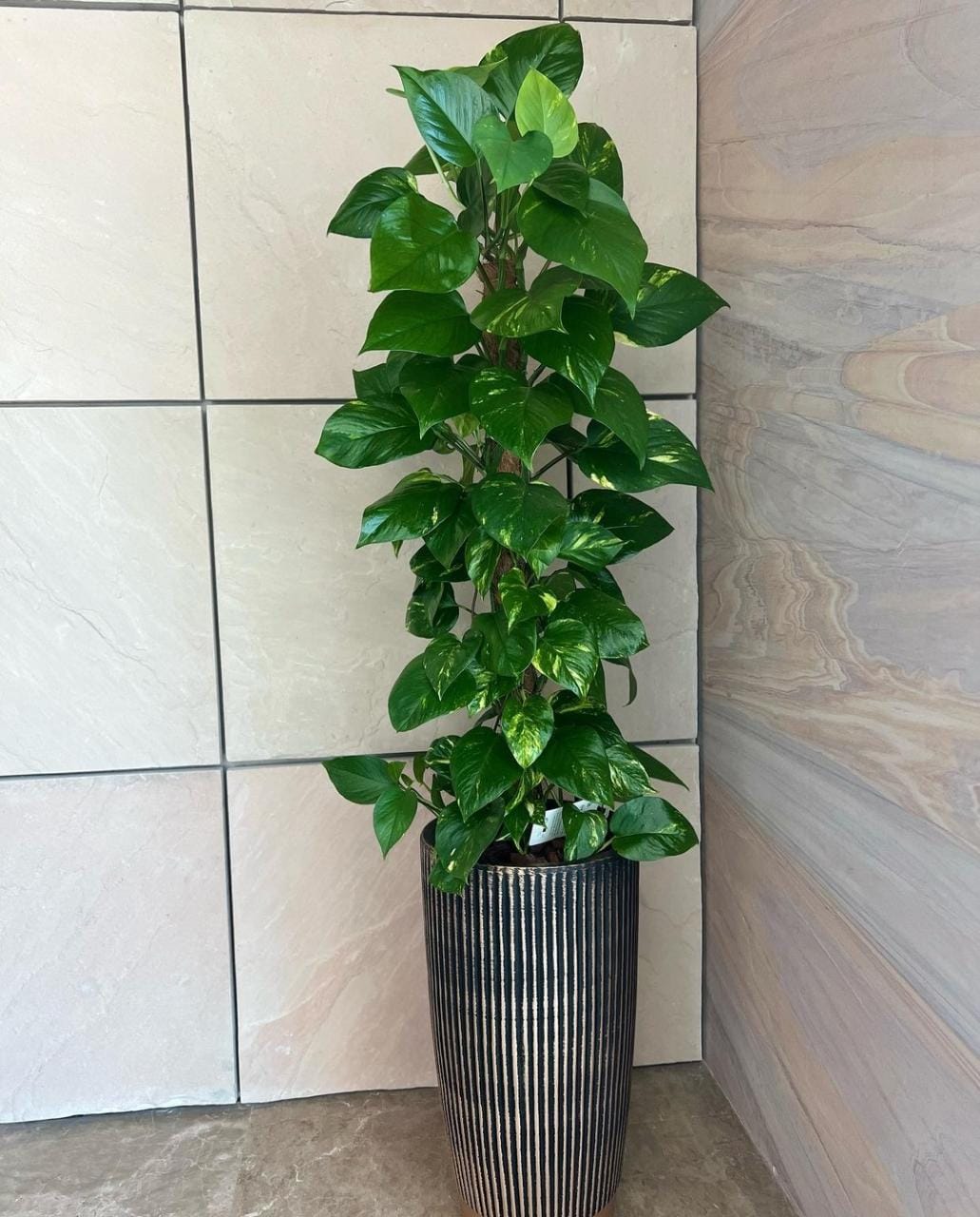 Office Plant Money Plant Big