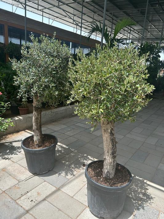Olive Tree XL Trunk Promo