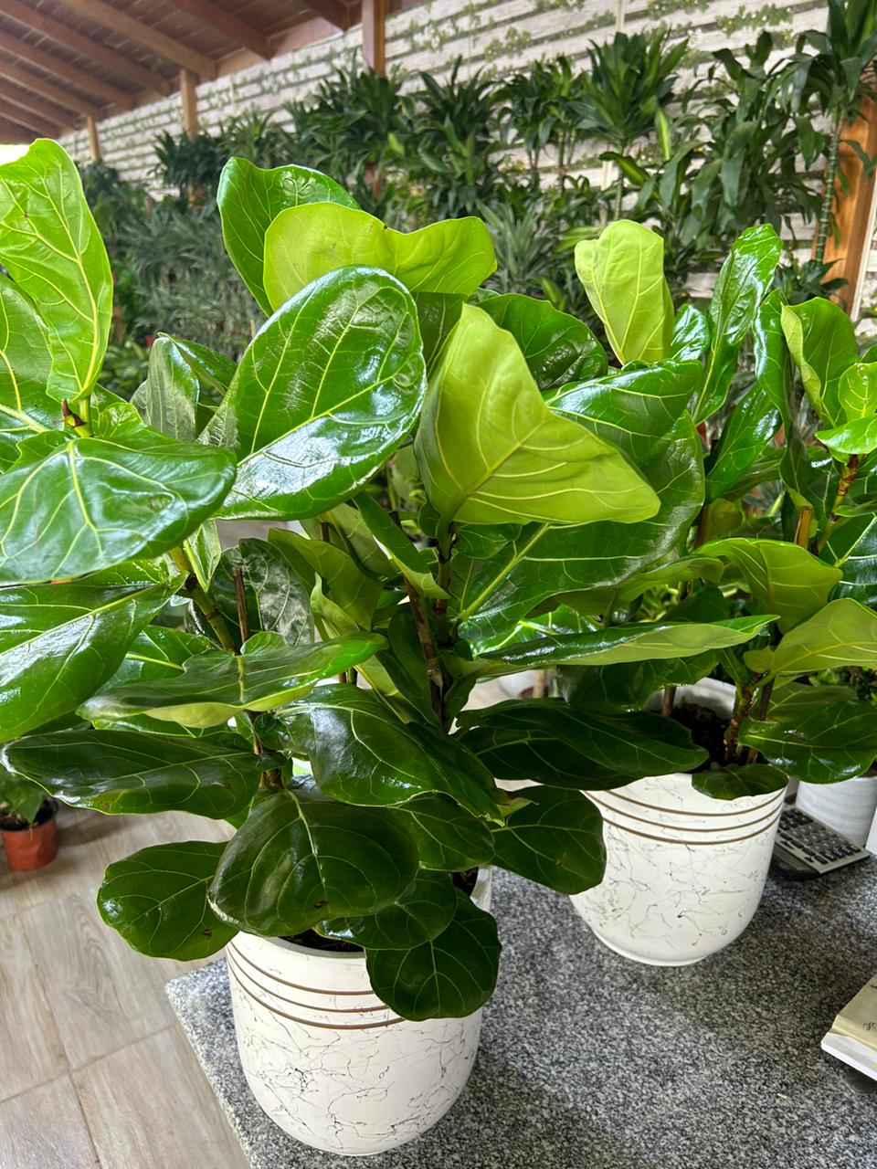Fiddle Tree (Each) PROMO
