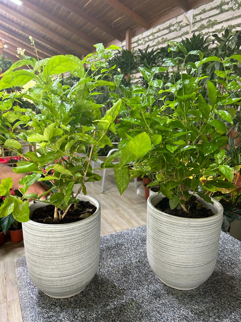 JASMINE bundle (Good Smelling) PROMO