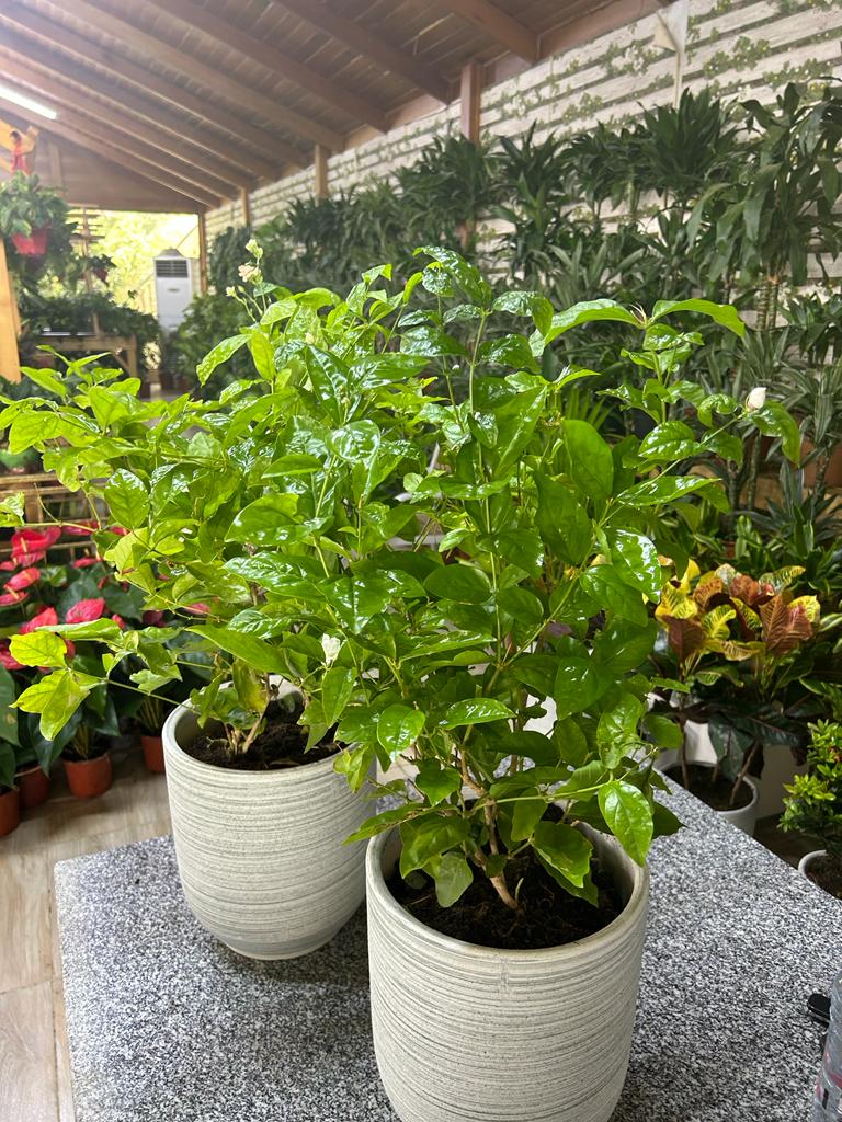 Gardenia Bundle (2pc) Promo