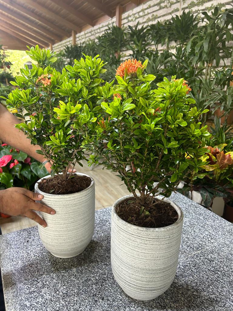 Ixora bundle (2pc) PROMO