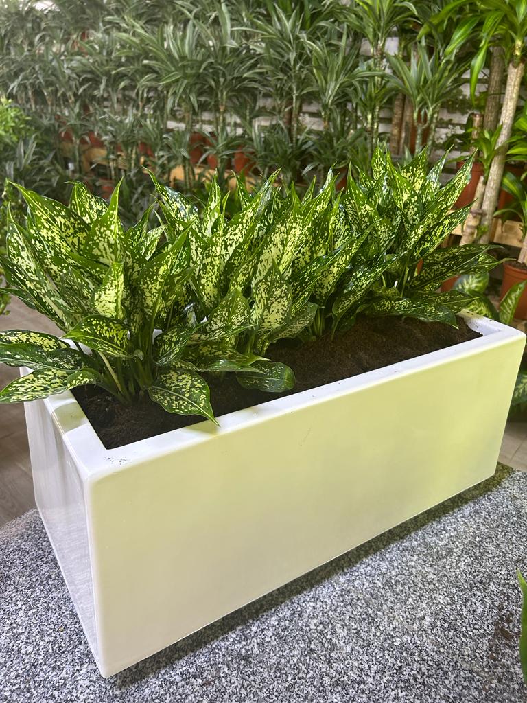 Office Plants in Fiber Pot