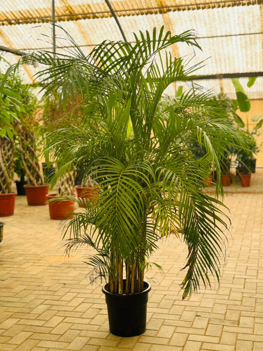 Big Areca 2m in Nursery Pot