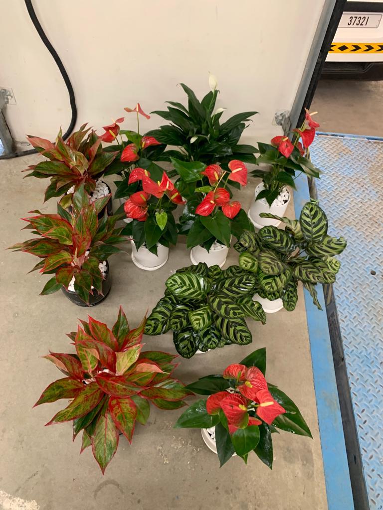 Table Plant Pet Friendly Each PROMO