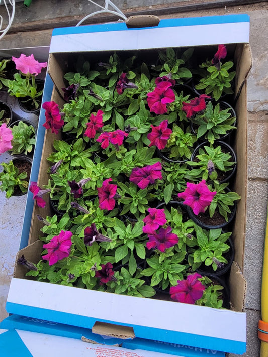 Outdoor Flowers Petunia Premium box PROMO