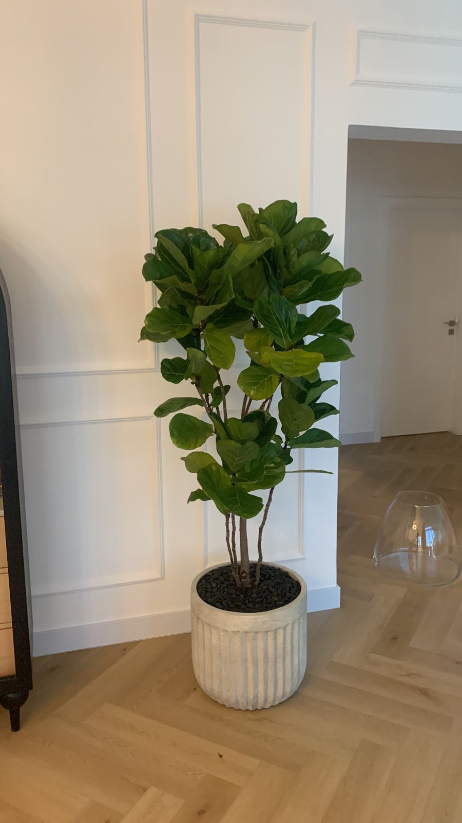 Office Plant Fiddle Premium Quality in Rustic Fiber Pot PROMO|180cm