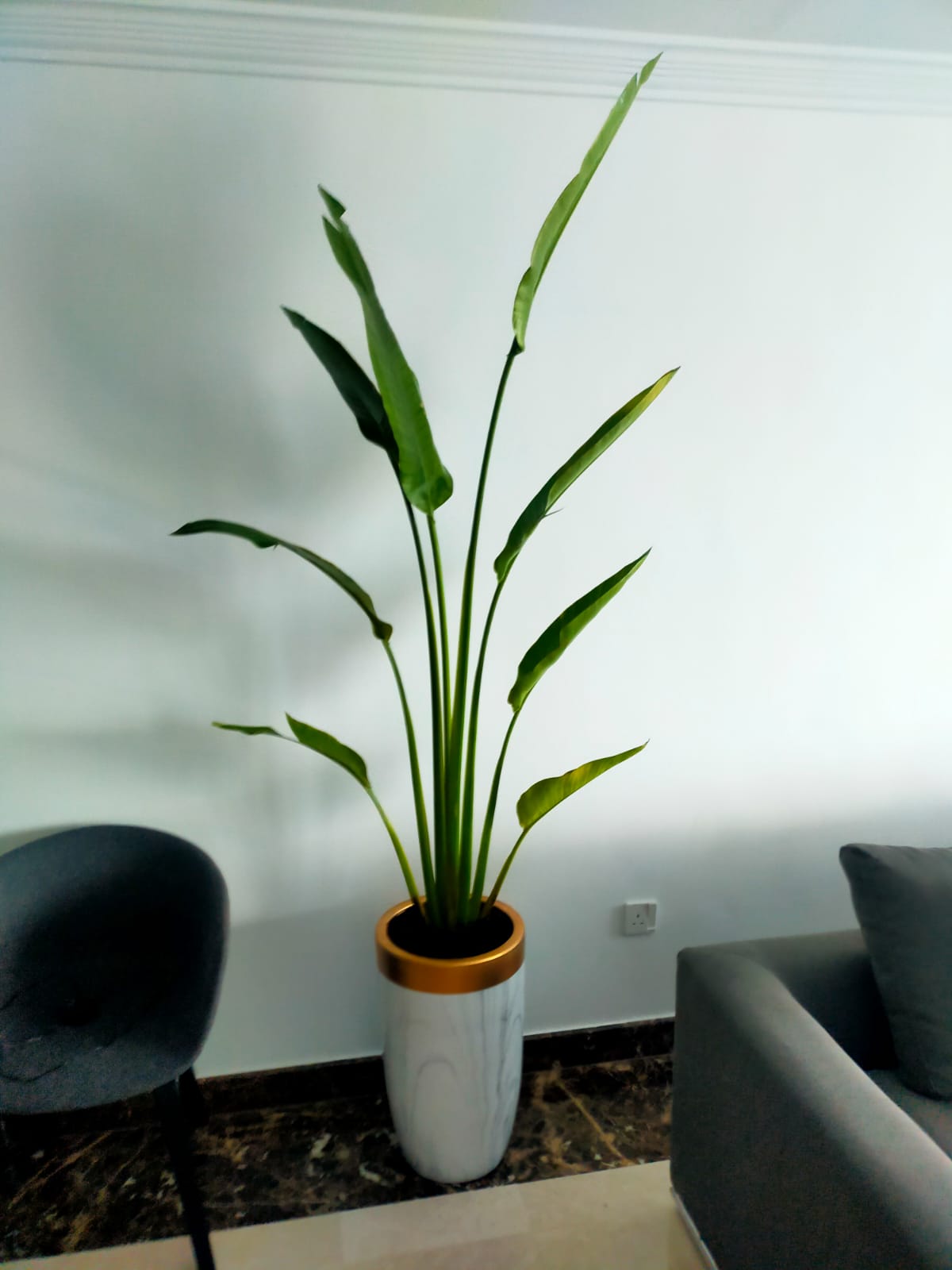 Travellers Palm Medium 2 meter
