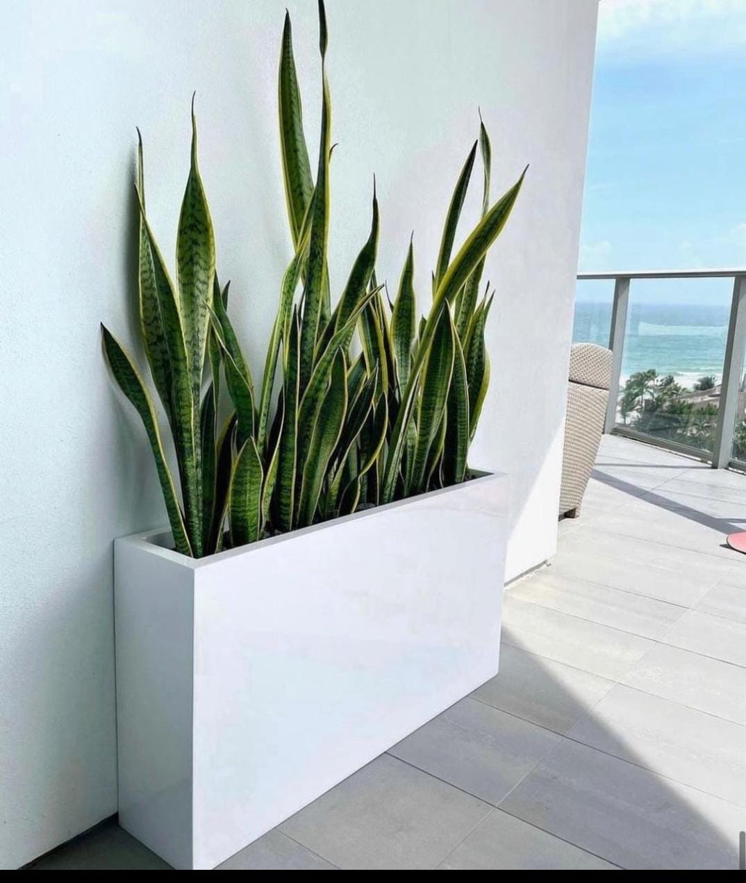 Office Plants Sanseveria in Fiber