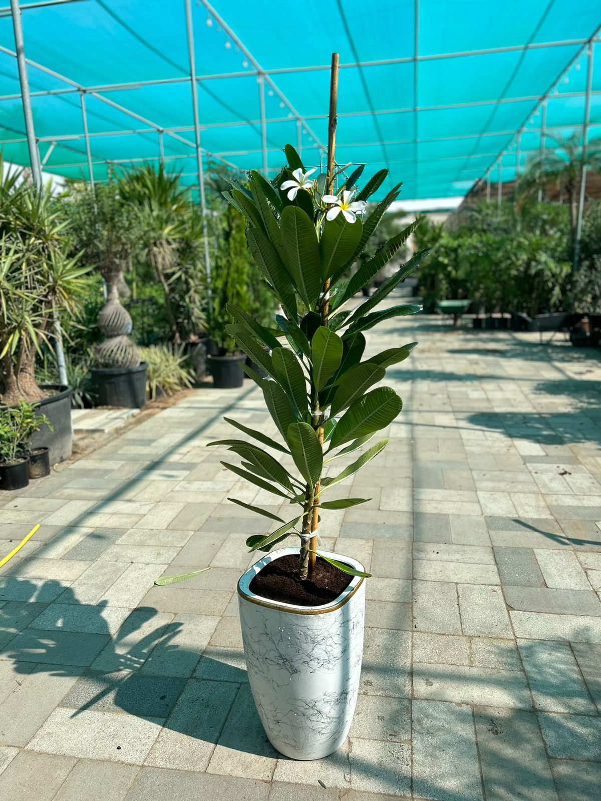 Giant Plumeria NEW 1.8m to 2m
