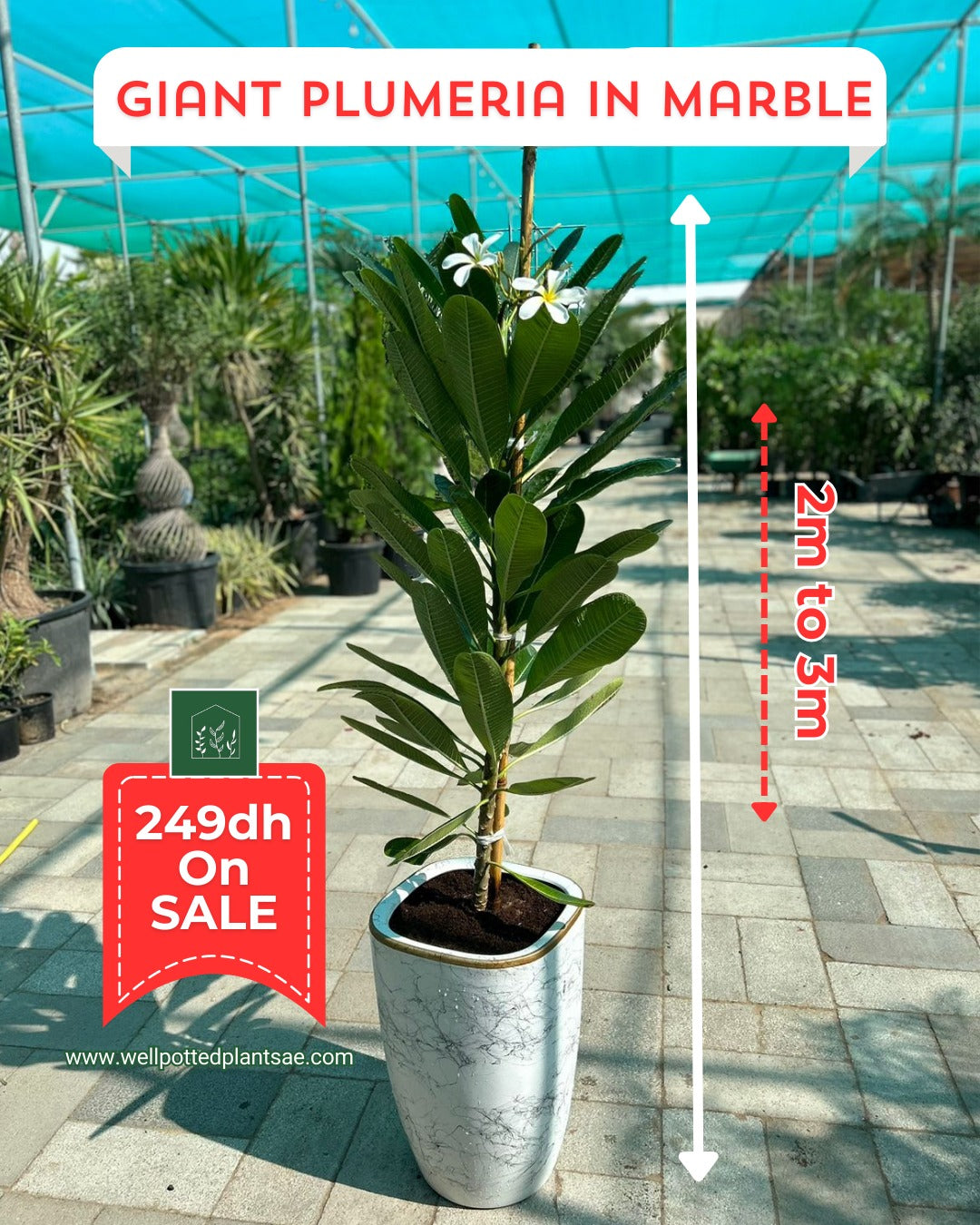 Giant Plumeria NEW 1.8m to 2m