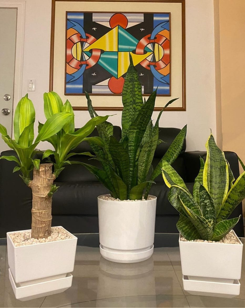 Table Plants bundle (3pc) PROMO