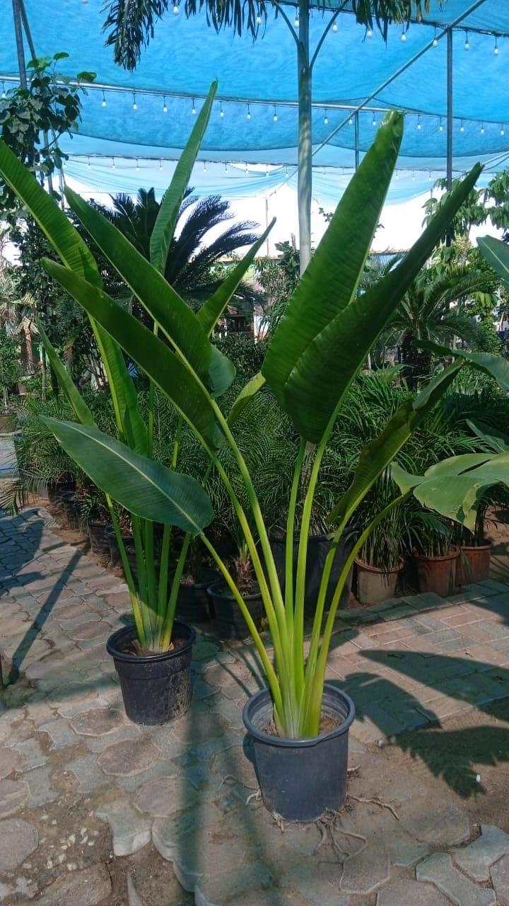 Travellers Palm Premium Big Leaf 3m