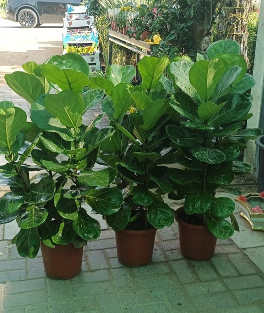 Fiddle in Nursery Pot