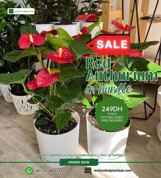 Indoor Plants Red Anthorium Bundle 2pc PROMO