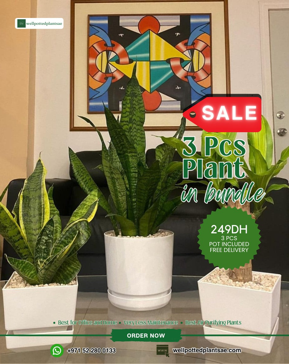 Indoor Plants Table Plant Bundle 3pcs