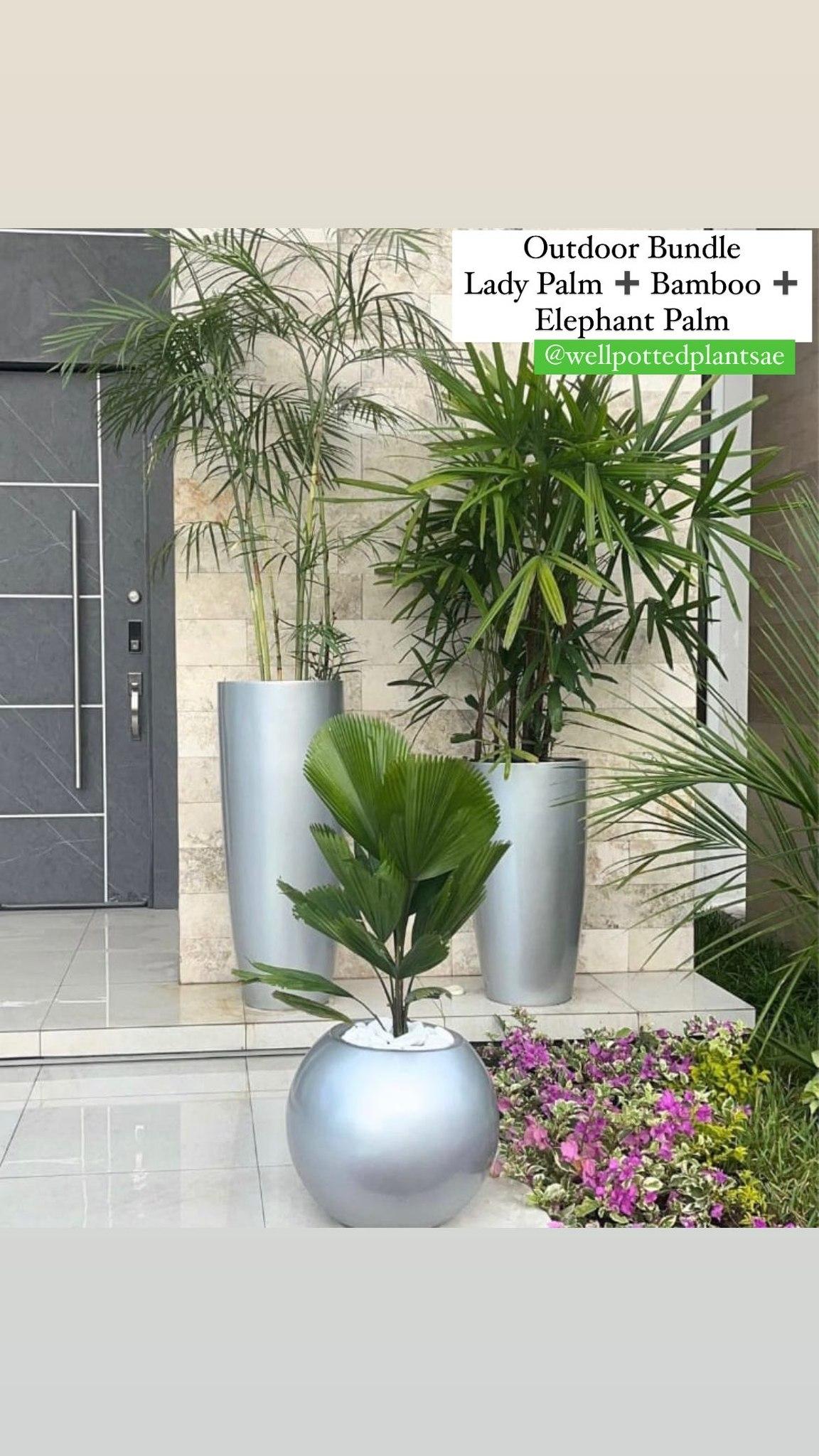 Outdoor Bundle 3pc in Fiber Pot