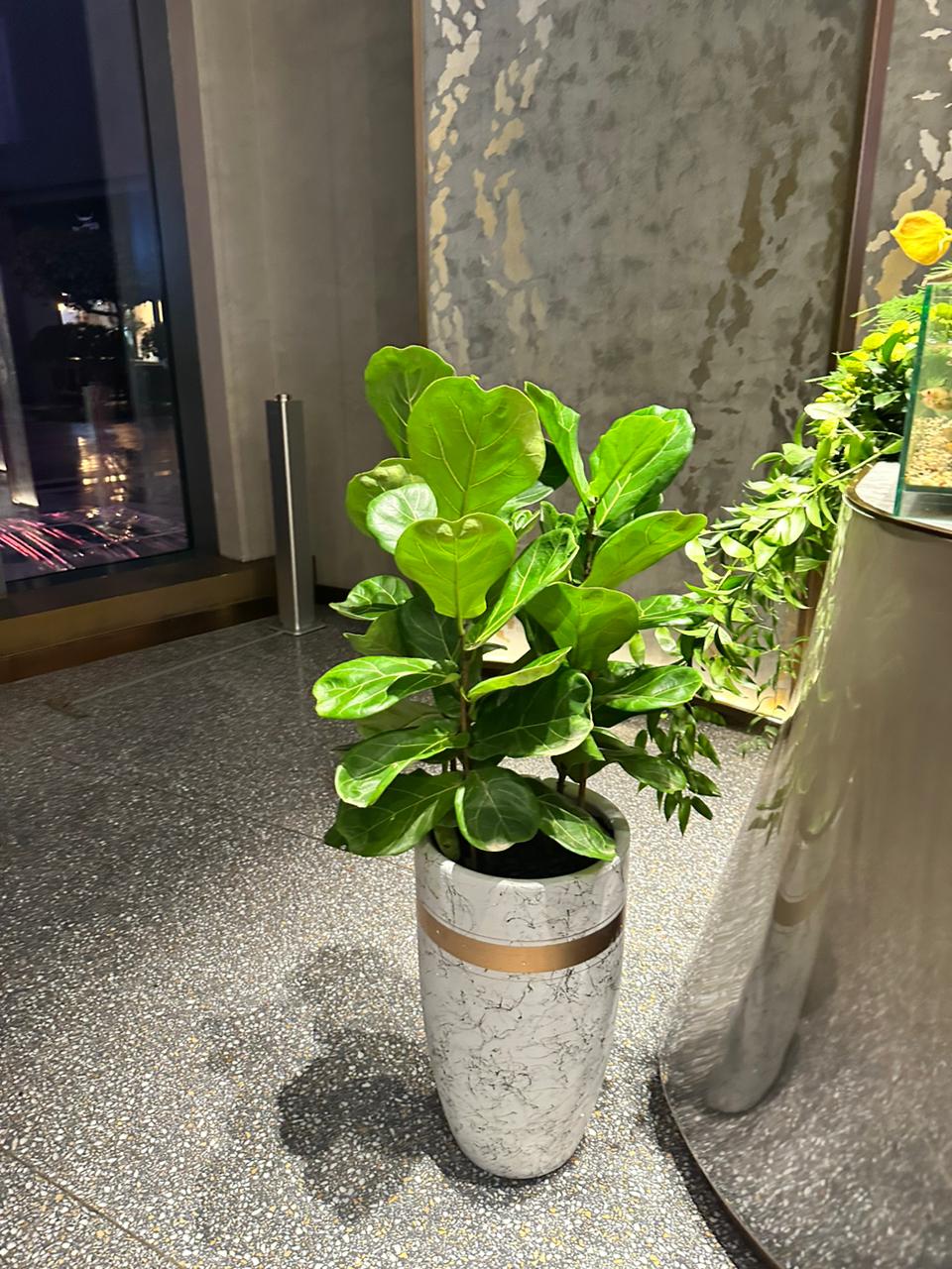 3pp Fiddle in White Gold Marble NEW